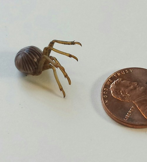 I started making creepy hybrid creatures out of cicada shells, and now I’m making an army of them! A