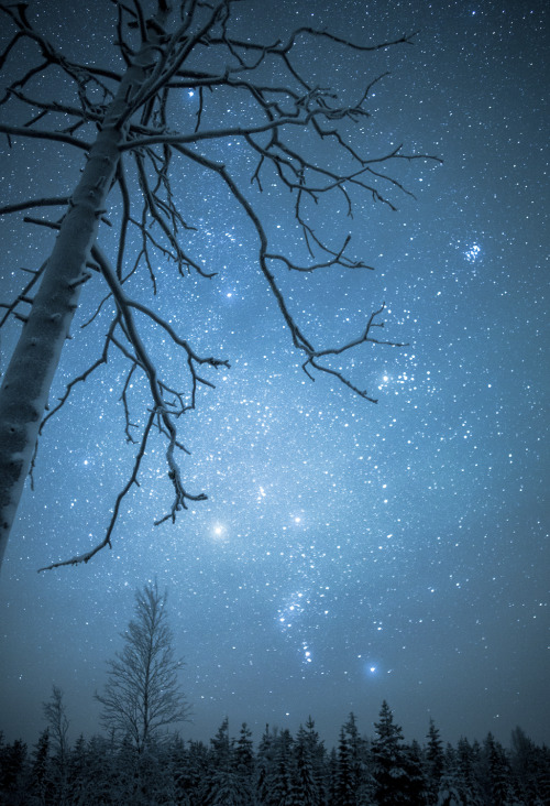 tiinatormanenphotography: Orion. Winter 2016, Southern Lapland, Finland.  by Tiina Törm&au
