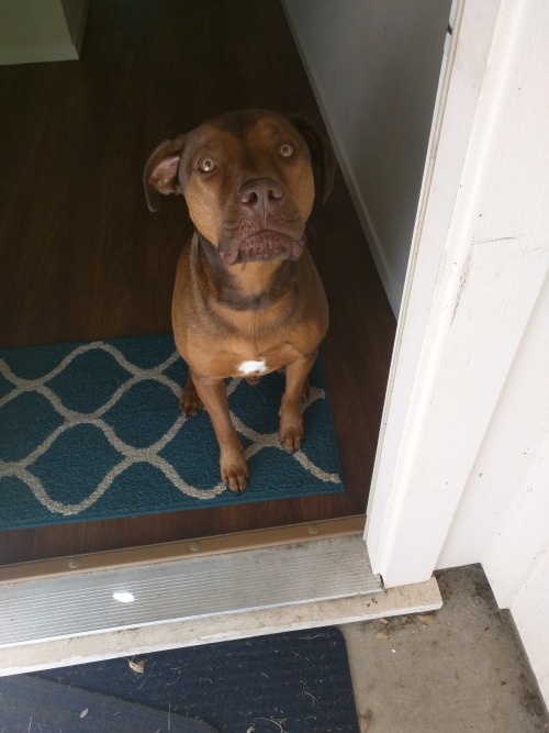 awwpics-org:  My wife is out of town and he’s been waiting by the door. His face when I come home from work and he sees it’s just me