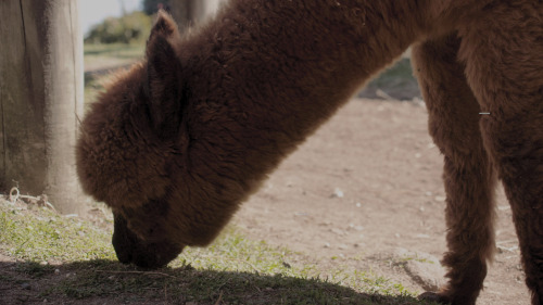 9 September 2015 Mountview Alpaca Farm In Queensland, Australia. 