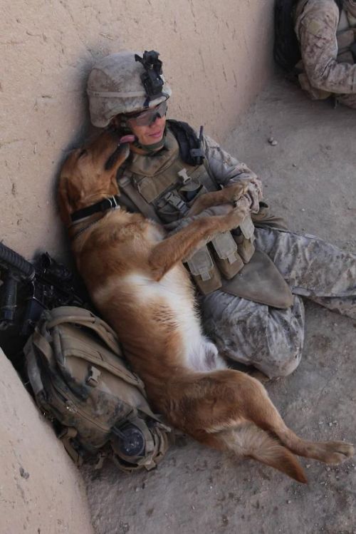 nicholassabalos: War dogs…. These dogs are soldiers. Warriors! They serve….and fight&h
