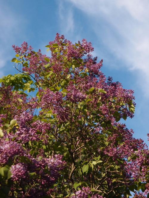 Syringa vulgaris — lilac