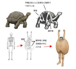 urhajos:    How Humans Would Look If We Had Various Animals’ Bone Structures - Gap filling illustrations by Satoshi Kawasaki