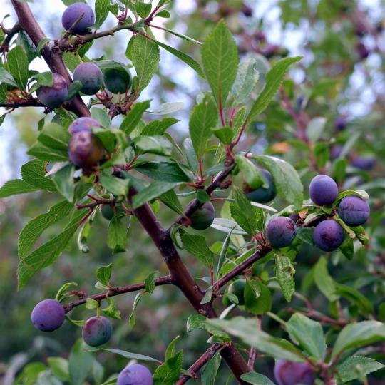 Sloe, Sloe, Quick Quick Gin.