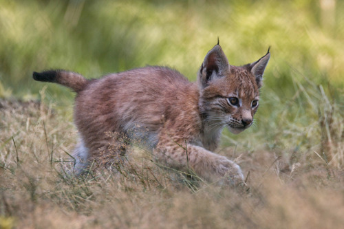 creatures-alive:Deerstalking by Michael Milfeit