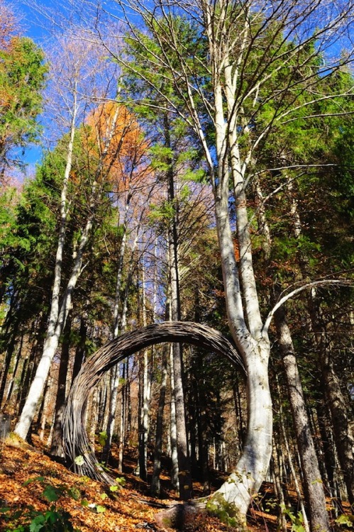 ccephalopod:  therhumboogie:  The Arte Sella, looks to be one of the most magical, fairytale woodlands in the world. Since 1986 this astounding destination in the Sella Valley in Italy has been dotting the landscape with the amazing works of over 200