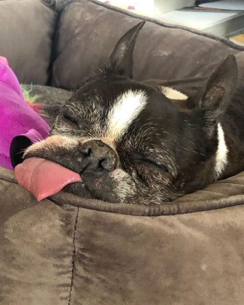 Tongue adjustments are required for appropriate nap time. #bostonterrier #thetongue www.inst