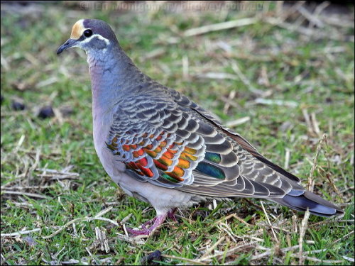 I had to make this post to go along with this video, because really, Crested pigeons (Ocyphaps lopho