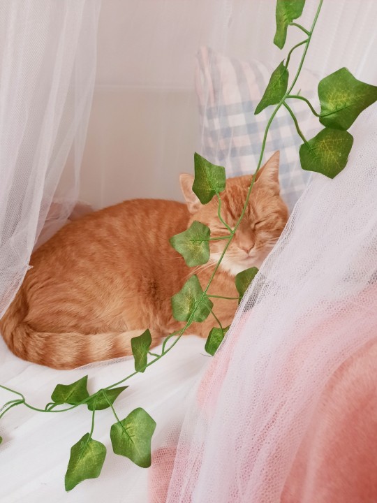 rosypotions:Fairy princess. 🍃🧚‍♀️