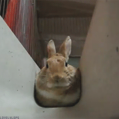 lovelylops:  (*´・ｖ・) 