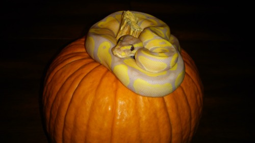 noodle-the-noodle:Some Halloween pumpkin pics I took of Noodle. I used the flash to try and get a be