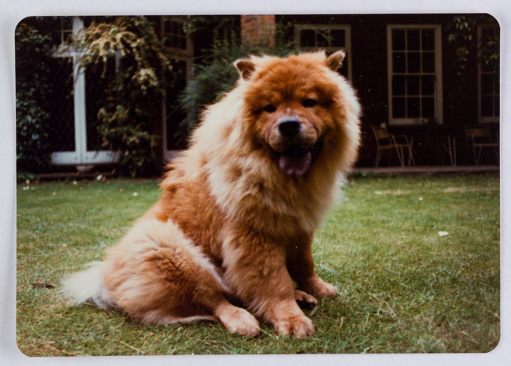 “After her father's death, Anna Freud continued to have Chows of her own at 20 Maresfield Gardens. Photographs from 1980 of 