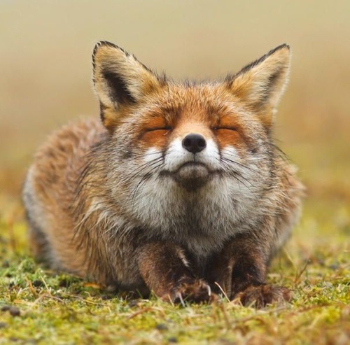 beautiful-wildlife:  Zen Fox by Roeselien Raimond