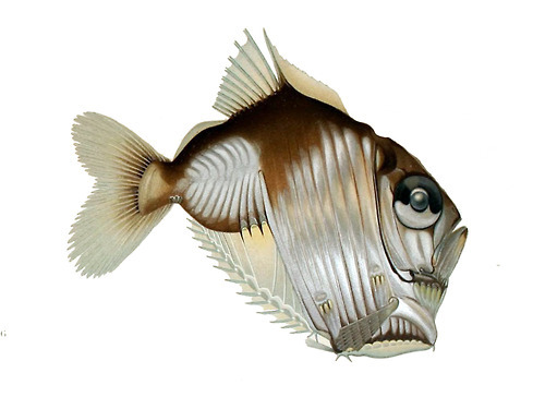 Diaphanous Hatchetfish - Sternoptyx diaphana
There are approximately 40 species of marine hatchetfish, all with similar shapes, but varying in size from less than a silver dollar to almost six inches long. The upward-facing (but non-telescopic) eyes...