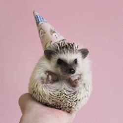 adventuresofcalico:  A tiny birthday hat for a tiny birthday hedgehog 