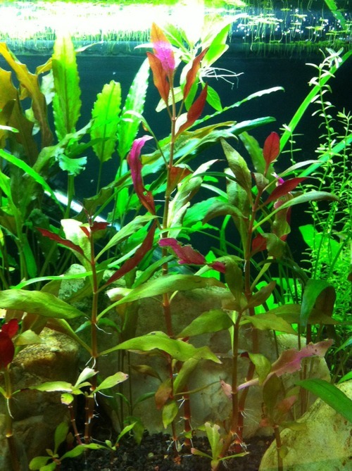 Care Sheet Alternanthera Reineckii Scarlet Fish Are Friends Not Decorations