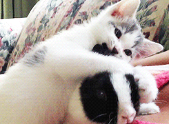 kittens-kittenseverywhere:  It’s just so cute. How can somebody not like cats? 