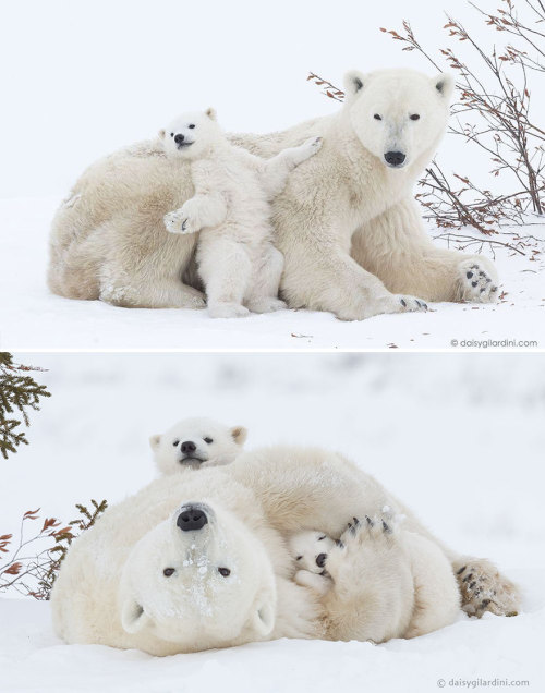 stayshreddedmyfriends: boredpanda: 15+ Un-Bear-Ably Cute Momma Bears Teaching Their Teddy Bears How 