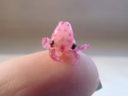 awwww-cute:  Tiny baby octopus 