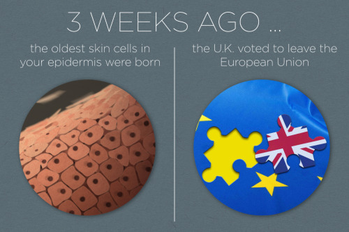 Your Body Is Constantly Refreshing Itself, Bit By Bit. But Every Cell Type Turns Over At A Different