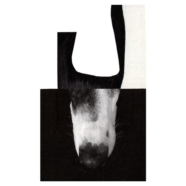 Schnauze #2014#schnauze#hund#dog#dogcollage#dogoftheday#minimal#blackandwhite#analogcollage#handmade#grafik#illustration#artwork#coverart