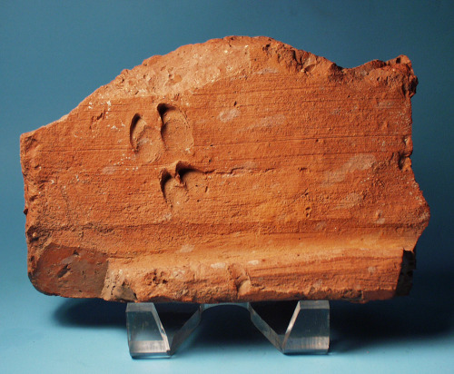 rodonnell-hixenbaugh: Roman Tile: Deer Footprint An ancient Roman terracotta tile with a deer footpr