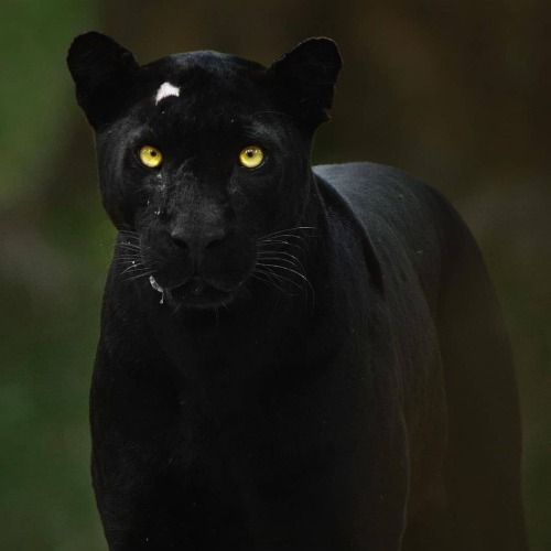 Photo by @kalyanvarma The dark ghost of Kabini forests. He appears when he chooses and disappears wh