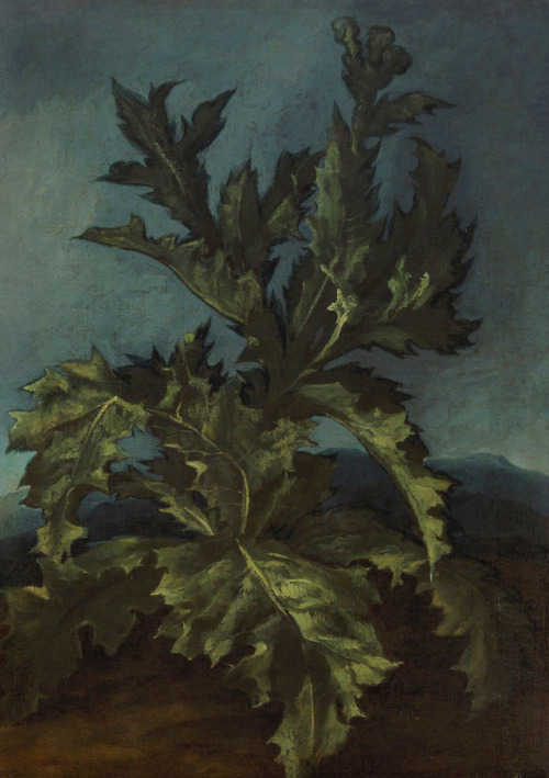 clawmarks:Thistle - attributed to Carlo Dolci - 17th c. - via Kunst Historisches Museum