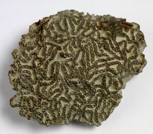 Chain coral This hand sample is a really spectacular example of a fossil type known as a Chain Coral