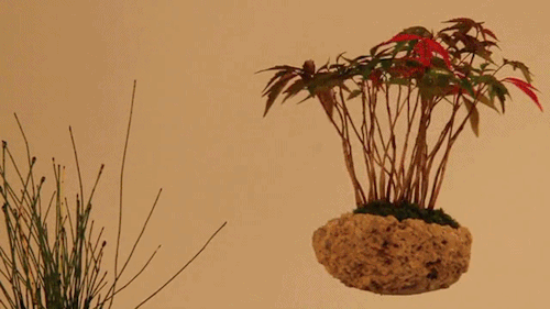 prostheticknowledge:Air Bonsai@kickstarter campaign from Hoshinchu to produce levitating bonsai plan