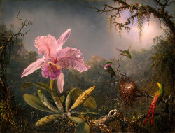 nekasuz:    Cattleya Orchid And Three Brazilian Hummingbirds, 1871 by Martin Johnson Heade (1819 – 1904) National Gallery of Art, Washington, D.C. 