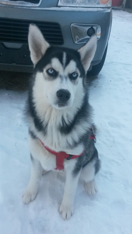 mkayynicole:  My handsome husky, Archer! :) 