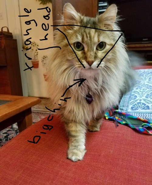 I made a helpful guide to identifying breed traits of a Norweigan Forest Cat