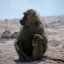 hyenaboon