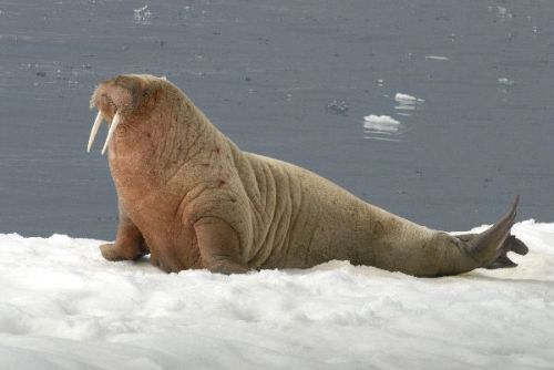 walrusprincess:  high-queen-margaery:  Look at this majestic fucking creature  perf