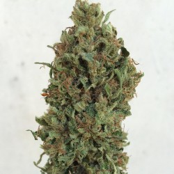weedporndaily:  #cannatonic getting dry trimmed, smells so fucking good!! Hard to describe but piney and citrusy come to mind. #OrganicallyGrown #RealMedicine #EndTheCBDdrought by budologist420 http://ift.tt/1obnkdp