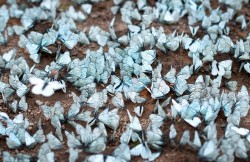  The stunning sight of hundreds of bright blue butterflies was almost too much for the six-month-old kitten, Lepa, as he bounced over and started trying to catch them. The comical chase was captured by student Natalia Moldovanova in Leningrad Oblast,