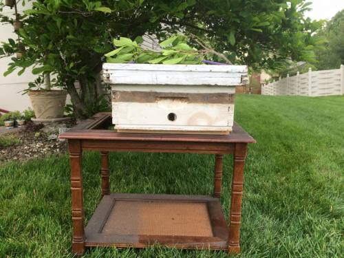 citadelbloodbeard: While we’re on the subject of honeybees, I was recently visited by a swarm! I ca