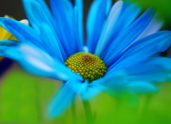 r0yal-di4monds:  Blue Daisy~Explored! by j man. on Flickr.