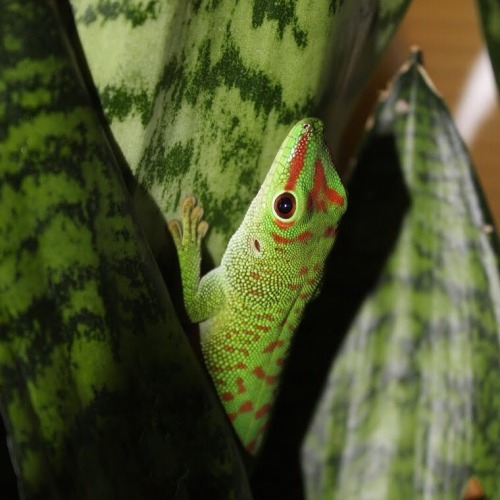 madagascargiantdaygecko: Lord Baltimore