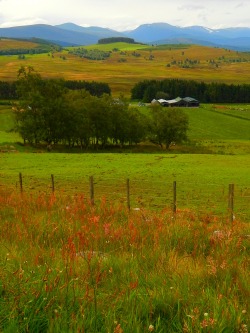 fuckitandmovetobritain:  Cairngorm, Scottish