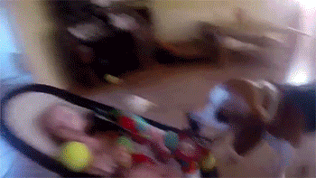 mockeryd:sizvideos:Watch the video Follow our TumblrDog: I AM SORRY BABY HUMAN! DO NOT CRY ANYMORE! 