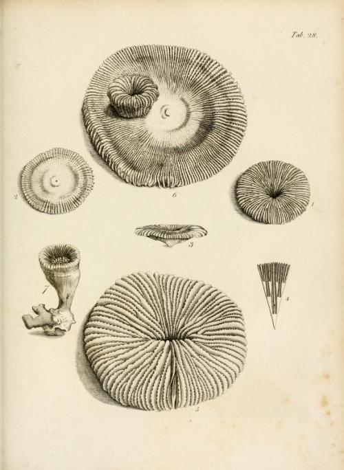 darksilenceinsuburbia:  Lamouroux, M. (Jean Vincent Félix), 1779-1825 : Exposition méthodique des genres de l'ordre des polypiers : avec leur description et celle des principales espèces  