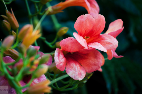 Flowers in Vrsar, Croatia