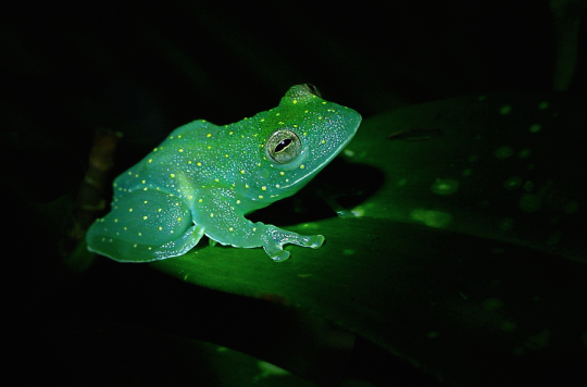 aesthesiamag: Glass Frog Looks Like a Glowing Constellation in the Rainforest The