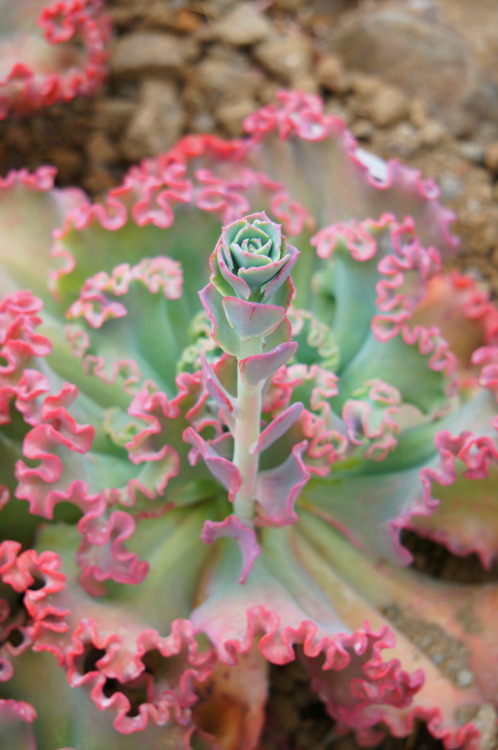 flora-file:echeveria lace bloom (by flora-file)