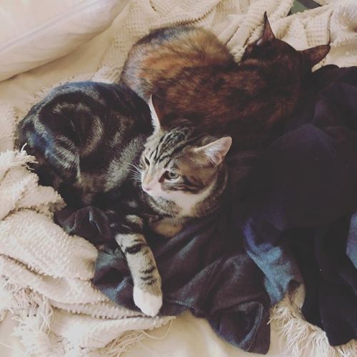 Kitten update: still piled up, in new location. https://ift.tt/2nBPMex