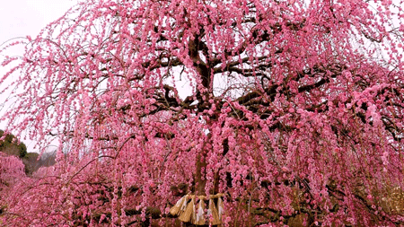 burning-love-for-kenshin:( Plum Blossoms at Suzuka Forest Garden, Japan )