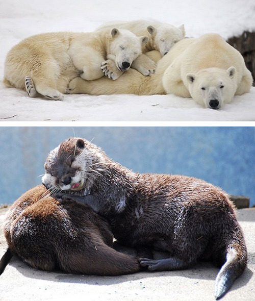 tastefullyoffensive:  Animals Using Other Animals as Pillows [boredpanda]Previously: