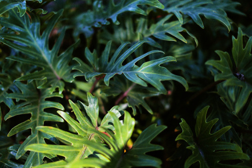 Lush palms, Santa Barbara. 